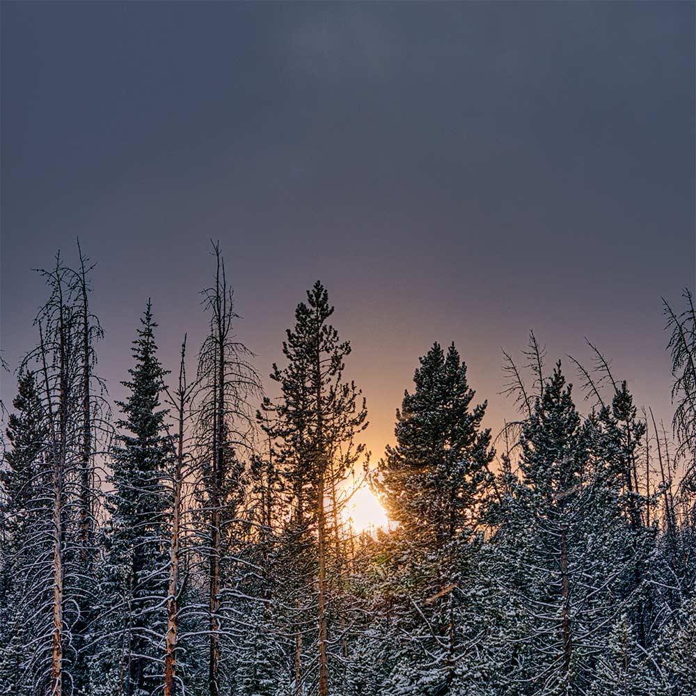 Winter trees at Sugar Hill Farm